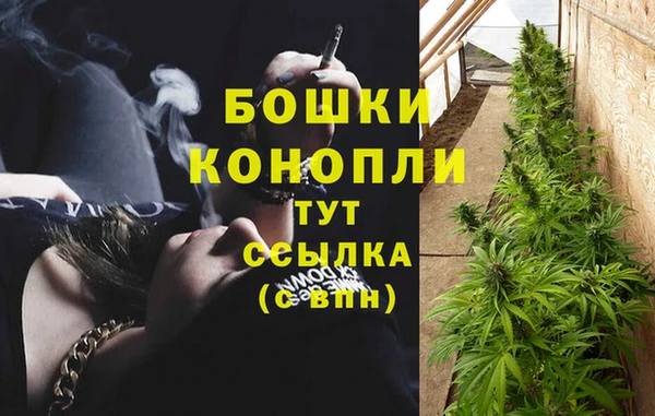 стаф Новозыбков